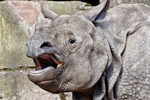 Bild: Nashorn im Tierpark Nürnberg.