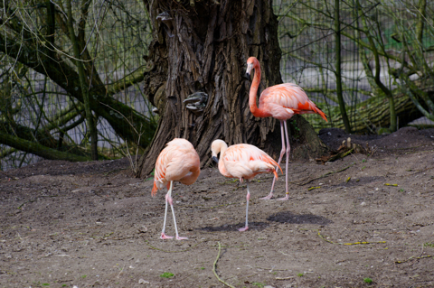 Bild: Flamingos im Tiergarten Nürnberg.