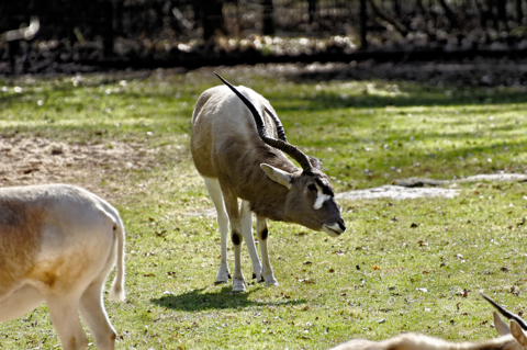 nikkor_70-300_tierpark_n_12