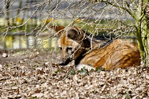 Bild: Spanischer Wolf im Tiergarten Nürnberg.