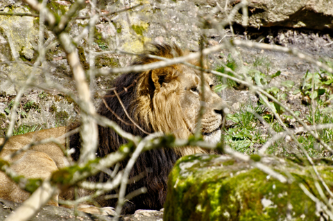 Bild: Löwenmännchen im Tiergarten Nürnberg.