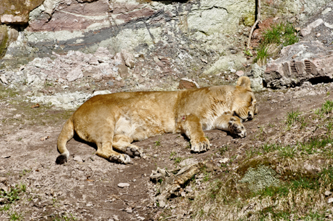 Bild: Löwenweibchen im Tiergarten Nürnberg.