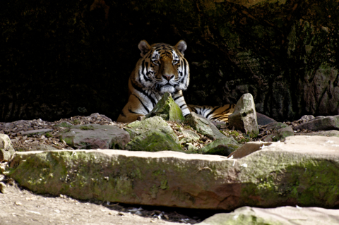 Bild: Sibirischer Tiger im Tiergarten Nürnberg.