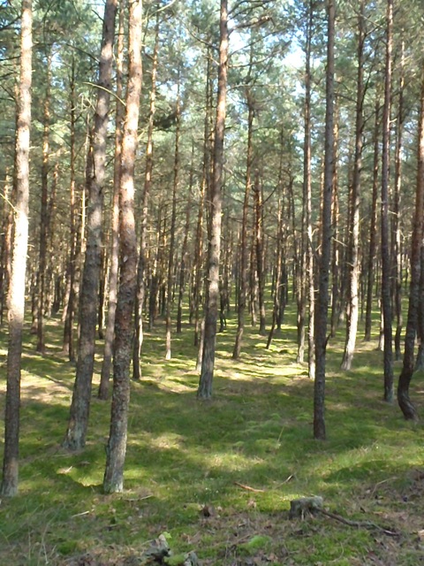 Bild: Wald bei Piaski am Frischen Haff an der russischen Grenze. 