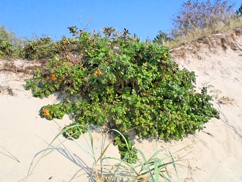 Bild: Hundsrose am Strand bei Piaski am Frischen Haff.