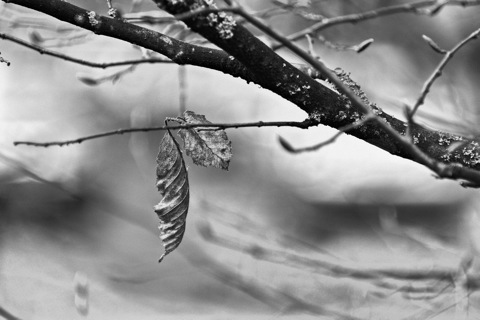 Bild: Die Bäume erwachen nur langsam aus dem Winterschlaf. Noch sind neben alten Blättern nur zarte Knospen zu sehen. NIKON D700 mit AF-S NIKKOR 28-300 mm 1:3,5-5,6G ED VR ¦¦ ISO200 ¦ f/5 ¦ 1/125 ¦ 300 mm.