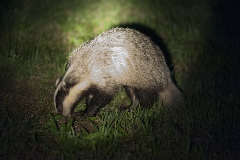 Bild: Auf seiner Suche nach Nahrung kam mir der Dachs bis auf weniger als zwei Meter entgegen.