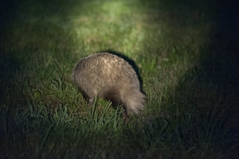 Bild: Nachdem er kurz an meinem auf der Wiese liegenden Tarnschal Witterung genommen hatte, trollte sich der Dachs unversehens Richtung Waldkante.