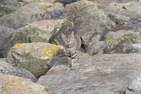 Bild: Halbwilde Katze im Hafen von Cherbourg. Nikon D90 mit Objektiv AF-S DX VR Zoom-Nikkor 18-200mm f/3.5-5.6G IF-ED.