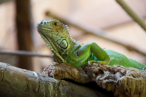 Bild: Irgendeine Echse im dunklen Tropenhaus des Zoo zu Aschersleben. Bild: Irgendeine Echse im dunklen Tropenhaus des Zoo zu Aschersleben. Das Foto wurde aus der freien Hand fotografiert - der lichtstarken Optik und dem effizienten Verwackelungssensor gedankt. Sehr schön ist auch das ausgeprägte BOKEH - also die Unschärfe des Hintergrundes des Fotos. Die Echse wurde selbstverständlich ohne Blitz fotografiert - der hätte die Wirkung dieses Fotos auch nur zerstört. Nikon D90 mit Objektiv AF-S DX VR Zoom-Nikkor 18-200mm f/3.5-5.6G IF-ED mit Polfilter.