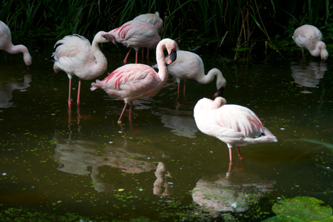 Bild: Zwergflamingos im Zoo zu Aschersleben. Bild: Zwergflamingos im Zoo zu Aschersleben. Nikon D90 mit Objektiv AF-S DX VR Zoom-Nikkor 18-200mm f/3.5-5.6G IF-ED mit Polfilter.
