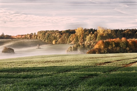 Bild: Herbstliche Morgenstimmung bei Saurasen, Mansfeld-Südharz.