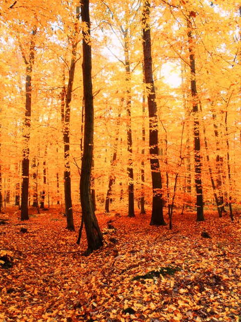 Bild: Herbstlicher Wald bei Bräunrode, Mansfeld-Südharz.