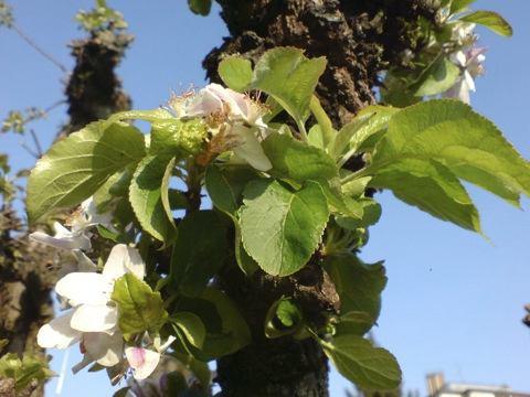 Bild: Blühender Apfelbaum in meinem Garten in München.