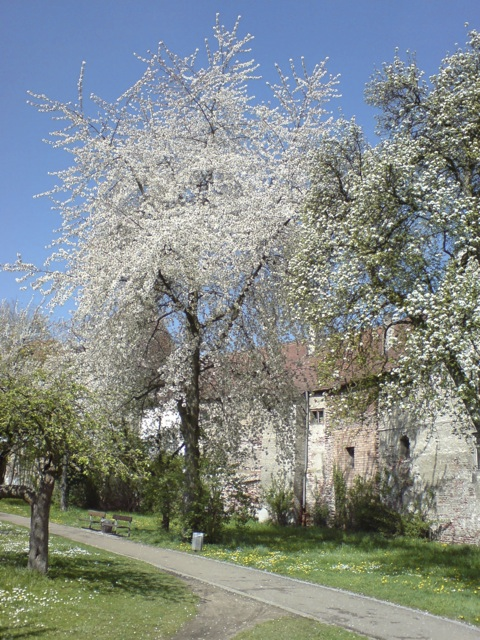 Bild: Kirschblüte am Schloss zu Ingolstadt.