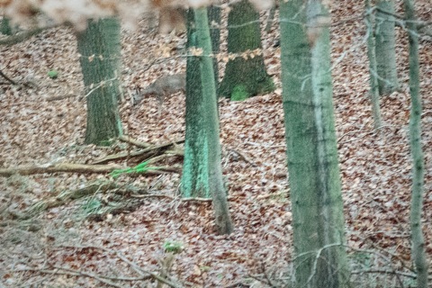 Bild: Reh im Wald bei Bräunrode. NIKON D700 mit  SIGMA 150-500mm F5.0-6.3 DG OS HSM.