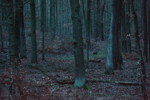 Bild: Reh im Wald bei Bräunrode. NIKON D700 mit  SIGMA 150-500mm F5.0-6.3 DG OS HSM.