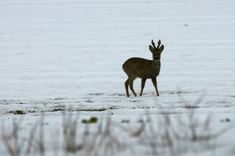 Bild: Rehbock auf einem Feld zwischen Alterode und Welbsleben im Unterharz. NIKON D300s mit AF-S NIKKOR 28-300 mm 1:3.5-5.6G ED VR.