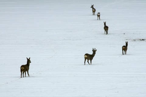 Bild: Wie auf eine Kette aufgereiht - flüchtige Rehe. NIKON D300s mit AF-S NIKKOR 28-300 mm 1:3.5-5.6G ED VR.