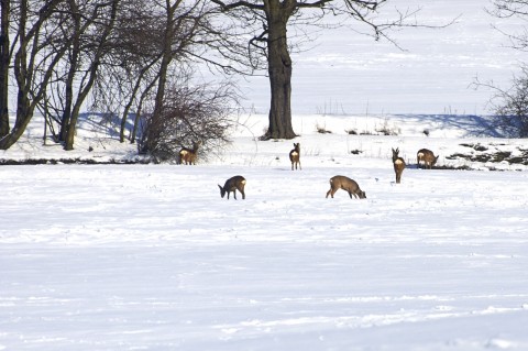 Bild: Rehwild beim Äsen im Schnee.