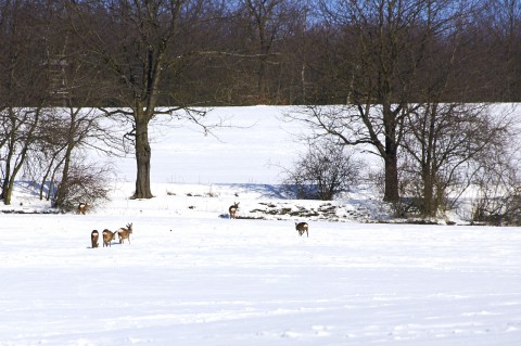 Bild: Der verharrschte Schnee stellt für das Rehwild ein großes Problem bei Nahrungssuche dar. Rehe bei Biesenrode im Unterharz. NIKON D90 mit AF-S Nikkor 70-300 mm.