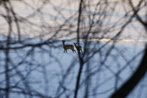 Bild Rehwild in der Abendsonne am Ostermontag 2013 - Bock und Ricke. NIKON D90 mit AF-S Nikkor 70-300 mm 1:4.5-5.6G VR.