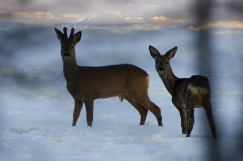 Bild Rehwild in der Abendsonne am Ostermontag 2013 - Bock und Ricke. NIKON D90 mit AF-S Nikkor 70-300 mm 1:4.5-5.6G VR.