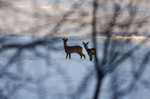 Bild Rehwild in der Abendsonne am Ostermontag 2013 - Bock und Ricke. NIKON D90 mit AF-S Nikkor 70-300 mm 1:4.5-5.6G VR.