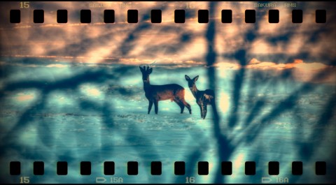 Bild: Bock und Ricke sonnen sich am Waldrand - ein Foto im Stil der 1970'er Jahre.