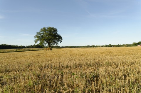 Bild: Småland ist durch weite Felder geprägt, so wie hier bei Hagby südlich von Kalmar. NIKON D700 und AF-S NIKKOR 24-120 mm 1:4G ED VR.