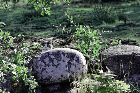 Bild: Die Katze von Kolboda in der historischen Provinz Småland in Schweden. NIKON D700 und AF-S NIKKOR 24-120 mm 1:4G ED VR. ISO 200 ¦ f/5,6 ¦ 120 mm ¦ 1/500 s ¦ kein Blitz.