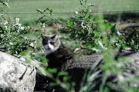 Bild: Die Katze von Kolboda in der historischen Provinz Småland in Schweden. NIKON D700 und AF-S NIKKOR 24-120 mm 1:4G ED VR. ISO 200 ¦ f/5,6 ¦ 120 mm ¦ 1/500 s ¦ kein Blitz.