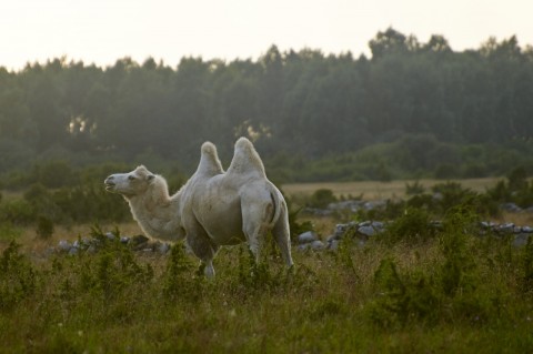 Kamele bei Borgholm auf der schwedischen Insel Öland. NIKON D700 und AF-S Nikkor 70-300 mm 1:4.5-5.6G VR.