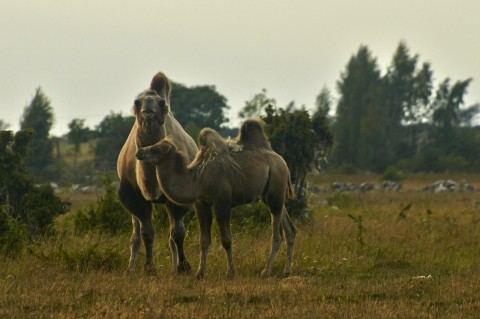 Kamele bei Borgholm auf der schwedischen Insel Öland. NIKON D700 und AF-S Nikkor 70-300 mm 1:4.5-5.6G VR.