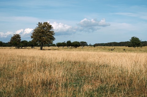 Bild: Landschaft bei Ottenby in der Stora Alvaret auf der Insel Öland mit NIKON D700 und AF-S NIKKOR 24-120 mm 1:4G ED VR.