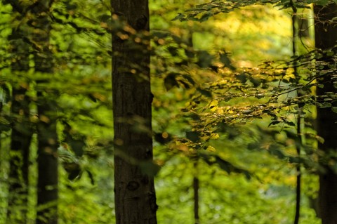 Bild: Morgenstimmung im Wald bei Bräunrode im Unterharz. NIKON D700 mit AF-S NIKKOR 28-300 mm 1:3.5-5.6G ED VR. ISO 640 ¦ f/7,1 ¦ 250 mm ¦ 1/15 s ¦ kein Blitz. Klicken Sie auf das Bild um es zu vergrößern.