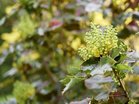 Bild: Blühende Stechpalme. OLYMPUS OM-D E-M5 mit M.ZUIKO DIGITAL ED 12‑40mm 1:2.8. ISO 200 ¦ f/2,8 ¦ 40 mm ¦ 1/400 s ¦ kein Blitz. Klicken Sie auf das Bild um es zu vergrößern.