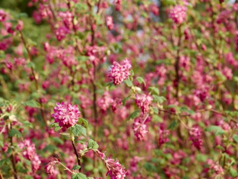 Bild: Blühende Wilde Johannisbeere. OLYMPUS OM-D E-M5 mit M.ZUIKO DIGITAL ED 12‑40mm 1:2.8. ISO 200 ¦ f/5,6 ¦ 40 mm ¦ 1/250 s ¦ kein Blitz. Klicken Sie auf das Bild um es zu vergrößern.