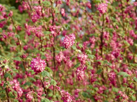 Bild: Blühende Wilde Johannisbeere. OLYMPUS OM-D E-M5 mit M.ZUIKO DIGITAL ED 12‑40mm 1:2.8. ISO 200 ¦ f/7,1 ¦ 40 mm ¦ 1/160 s ¦ kein Blitz. Klicken Sie auf das Bild um es zu vergrößern.