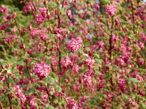 Bild: Blühende Wilde Johannisbeere. OLYMPUS OM-D E-M5 mit M.ZUIKO DIGITAL ED 12‑40mm 1:2.8. ISO 200 ¦ f/9 ¦ 40 mm ¦ 1/100 s ¦ kein Blitz. Klicken Sie auf das Bild um es zu vergrößern.