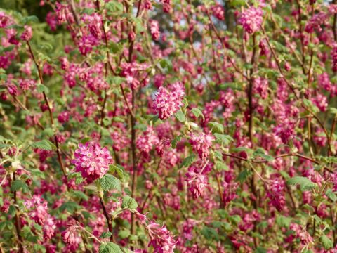 Bild: Blühende Wilde Johannisbeere. OLYMPUS OM-D E-M5 mit M.ZUIKO DIGITAL ED 12‑40mm 1:2.8. ISO 200 ¦ f/11 ¦ 40 mm ¦ 1/60 s ¦ kein Blitz. Klicken Sie auf das Bild um es zu vergrößern.