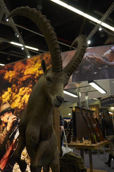 Bild: Alpensteinbock (Cabra ibex).