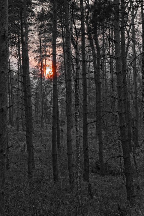 Bild: Ein Sonnenuntergang der etwas anderen Art. Auf Ansitz im Wald bei Bräunrode im Unterharz.  NIKON D700 mit TAF-S Micro NIKKOR 105 mm 1:2.8G VR. ISO 400 ¦ f/7,1 ¦ 105 mm ¦ 1/200 s ¦ kein Blitz. Klicken Sie auf das Bild um es zu vergrößern.