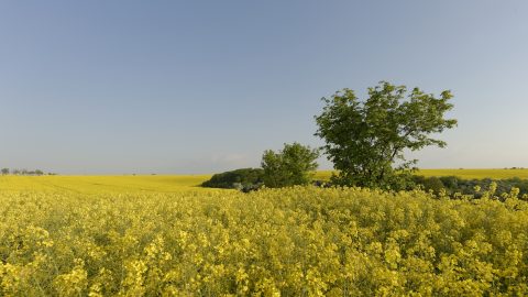 Bild: Blühender Raps bei Greifenhagen im Unterharz. NIKON D700 mit CARL ZEISS Distagon T* 3.5/18 ZF.2. ISO 200 ¦ f/11 ¦ 18 mm ¦ 1/200 s ¦ kein Blitz. Klicken Sie auf das Bild um es zu vergrößern.