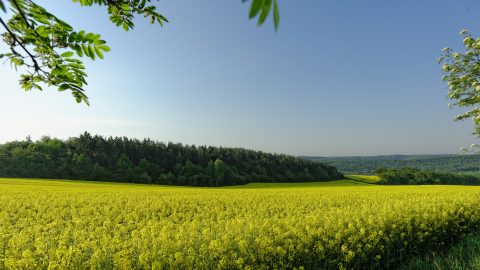 Bild: Blühender Raps bei Greifenhagen im Unterharz. NIKON D700 mit CARL ZEISS Distagon T* 3.5/18 ZF.2. ISO 200 ¦ f/11 ¦ 18 mm ¦ 1/250 s ¦ kein Blitz. Klicken Sie auf das Bild um es zu vergrößern.