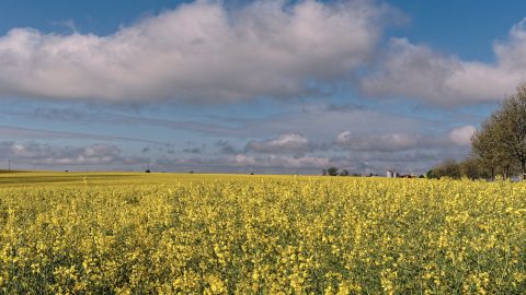 Bild: Unendliche Weite - Rapsfeld mit Getreidespeichern zwischen Walbeck und Willerode im Landkreis Mansfeld-Südharz. OLYMPUS OM-D E-M5 mit M.ZUIKO DIGITAL ED 12‑40mm 1:2.8. ISO 200 ¦ f/11 ¦ 20 mm ¦ 1/320 s ¦ kein Blitz. Klicken Sie auf das Bild um es zu vergrößern.