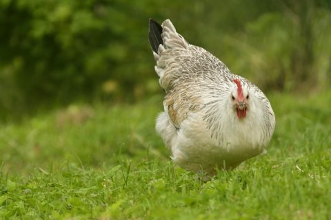 Bild: Dieses Huhn erinnert mit der Musterung seine Gefieders ein wenig an eine Kanadagans. NIKON D500 mit AF-S VR Zoom-Nikkor 70–300 mm 1:4,5–5,6G IF-ED. ISO 200 ¦ f/5.6 ¦ 300 mm ¦ 1/200 s ¦ kein Blitz. Klicken Sie auf das Bild um es zu vergrößern.