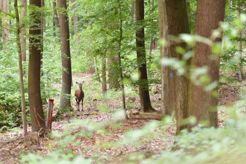 Bild: Schmaltier im Wald an einem Frühlingsmorgen. NIKON D500 mit AF-S VR MICRO-NIKKOR 105 MM 1:2,8G IF-ED. ISO 6.400 ¦ f/2.8 ¦ 105 mm ¦ 1/25 s ¦ kein Blitz. Klicken Sie auf das Bild um es zu vergrößern.