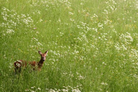 Bild: Schmalreh auf einer Waldwiese an einem Frühlingsmorgen. NIKON D500 mit AF-S VR MICRO-NIKKOR 105 MM 1:2,8G IF-ED. ISO 1.600 ¦ f/2.8 ¦ 105 mm ¦ 1/100 s ¦ kein Blitz. Klicken Sie auf das Bild um es zu vergrößern.