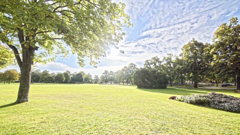 Bild: Unterwegs im LaGa Park in Aschersleben mit der NIKON D810 und dem Weitwinkelobjektiv irix 11 mm f/4.0. Das Foto wurde direkt gegen die tiefstehende Morgensonne aufgenommen. Es sind keine Lens Flares zu erkennen. NIKON D810 mit irix 11 mm f/4.0. ISO 200 ¦ f/7.1 ¦ 11 mm ¦ 1/600 s ¦ kein Blitz. Klicken Sie auf das Bild um es zu vergrößern.